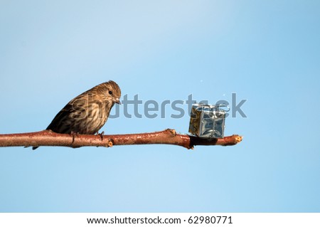 A beautiful pine siskin finds a shiny present left on a branch for him at Christmas time with copy space.
