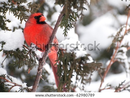 Bird, Northern Cardinal, male,  perched on a cedar hedge in the snow.