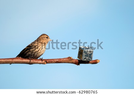Christmas bird, pine siskin finds a shiny present left on a branch for him at Christmas time with copy space.