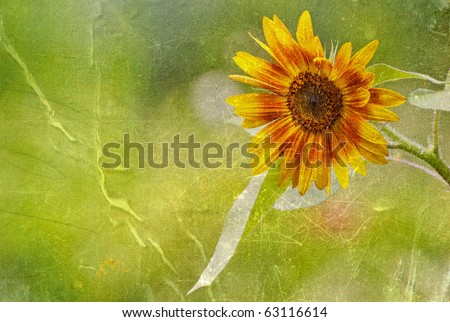 Sunflower in the sunshine antiqued on texture with copy space.  Grunge textured.