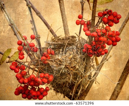 Empty bird\'s nest with beautiful red berries.  Grunge textured.