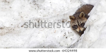 Young raccoon peeks out from behind a snow bank with copy space.