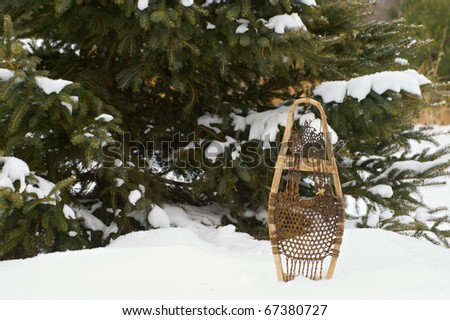 Antique child's snow shoe stands outside in the snow in front of a pine tree with copy space.
