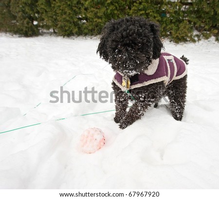 Miniature poodle playing with his ball outside in the winter in the snow with copy space. Wide angle.