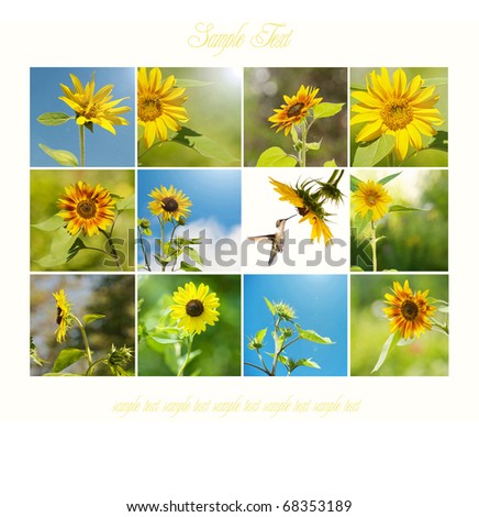 Sunflowers in the summer on a white background collage.\
Each individual full sized image is in my portfolio.