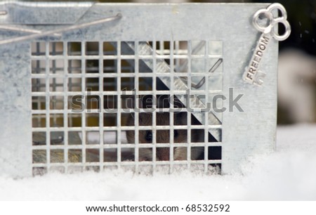 Mouse caught in a live trap in the snow with the key to his freedom hanging on the outside.  Selective focus on the eyes of the animal.