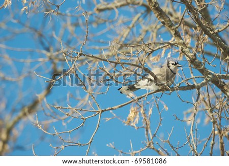 Blue jay perched in a tree on an extremely cold winter day.