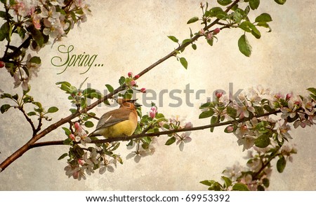 Cedar waxwing grunge textured with text-Spring.