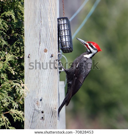 Male pileated woodpecker clings to a clothesline pole while going after suet in a feeder with copy space.