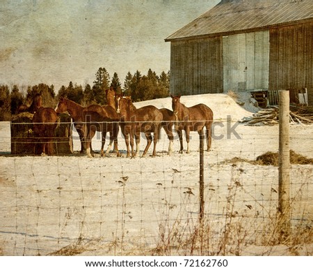 Vintage style image of a group of chestnut brown horses feeding on a farm in winter.