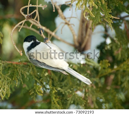 A chickadee hanging upside down from a cedar branch in the winter.