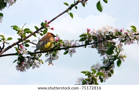A Cedar Waxwing perched in an apple tree surrounded by blossoms in the Spring.