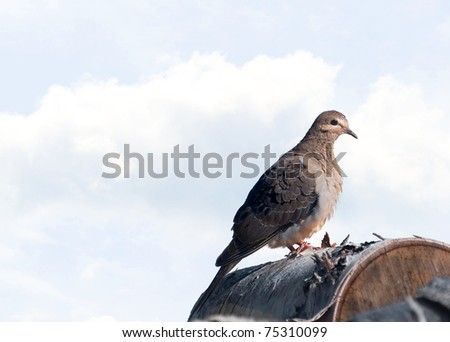 A pretty Mourning Dove stands on a log against the sky with copy space.