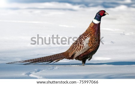 Bird, Ring necked pheasant, male,  in the snow standing on one foot.