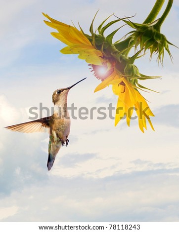 Bird, Ruby throated hummingbird  approaching a beautiful sunflower head with a glowing sunshine like center.