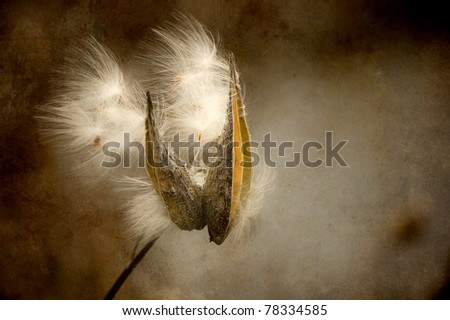 Milkweed seeds blowing in the Autumn breeze with antique texture.