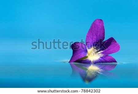 Flower, Violet bloom floating on water on blue with copy space,  Shallow depth of field.