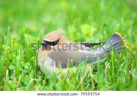 Cedar Waxwing sitting in the grass in the summer with copy space.
