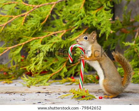 Squirrel who seems to be very happy to have found a candy cane on a rustic wood and cedar background with copy space.
