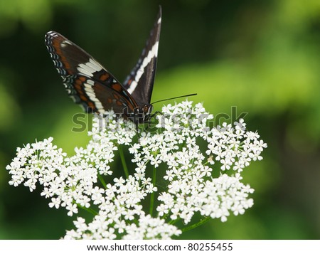 White admiral butterfly on a flowering gout weed plant with copy space.