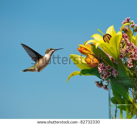 Ruby throated  hummingbird, female,  in motion approaching a lovely bouquet of Spring flowers in the sunshine.
