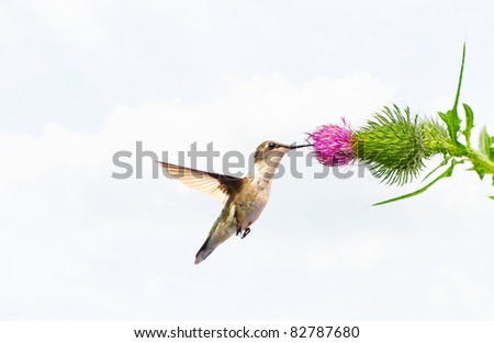 A female ruby throated hummingbird drinking nectar from a thistle flower with copy space.