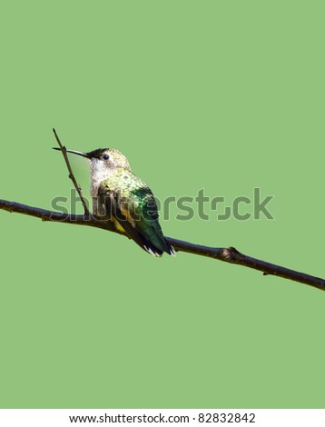 A pretty little female ruby throated hummingbird taking a rest on a branch isolated on green with copy space.