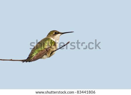 Ruby throated hummingbird, juvenile male,  taking a rest on a flower stem isolated on white with copy space.