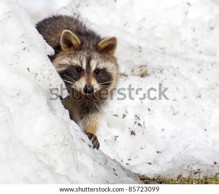 A young raccoon peeks out from behind a snow bank.