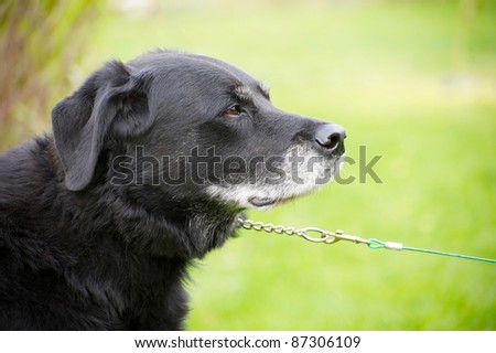 Black Labrador Retriever portrait, elderly dog who is not impressed with being tied up with copy space.
