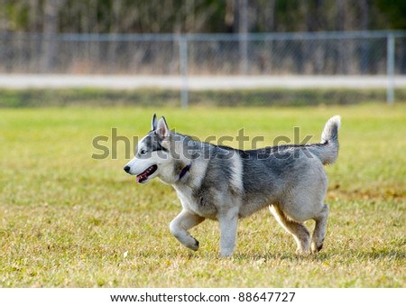 Rare miniature Siberian husky enjoying the freedom and exercise at a dog park on a sunny autumn afternoon.