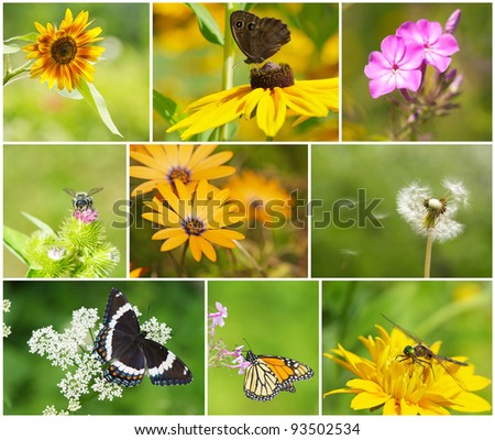 Summer themed nature collage with beautiful flowers, butterflies, a bee, and a dragonfly.