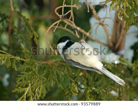 Chickadee hanging upside down from a cedar branch in the winter.