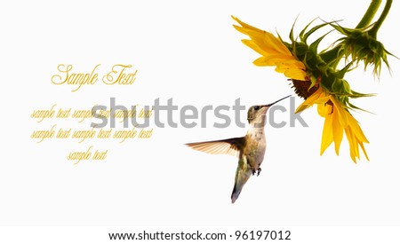 Ruby throated  hummingbird female in motion approaching a sunflower head on a white background with copy space. Business card design.