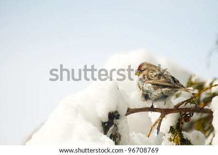 Common Redpoll bird, female, perched on a cedar branch after a big snow and ice storm, fluffed up with the cold.