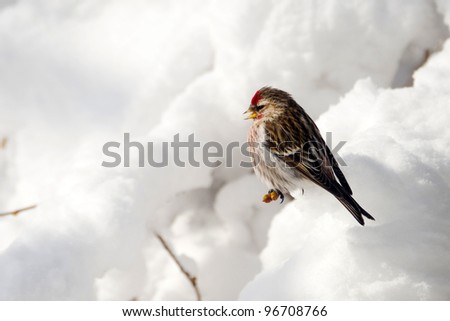 Common Redpoll bird, male, perched on a lilac branch after a big snow and ice storm.
