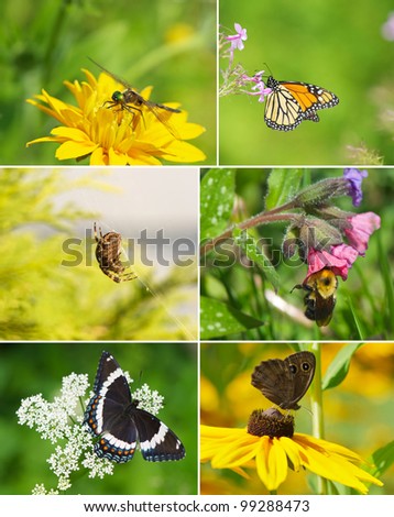 Summer themed collage featuring different insects in the garden.