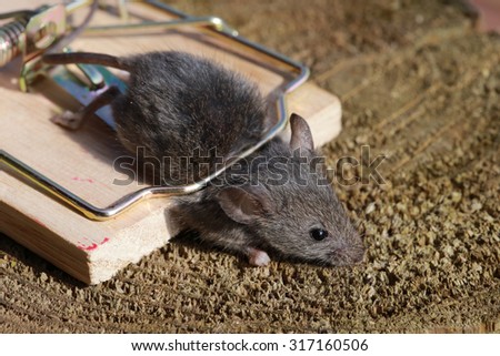 close-up gray mouse in a mousetrap on a background of sawn wood