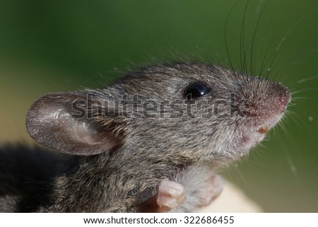 close-up portrait of a little field mouse in natural habitat