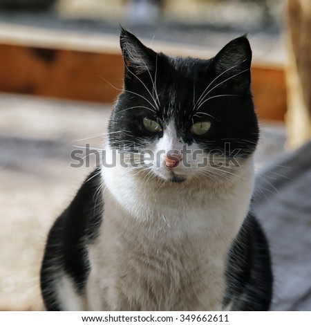 close-up of a beautiful black and white cat on a wooden bench in an outdoor cafe