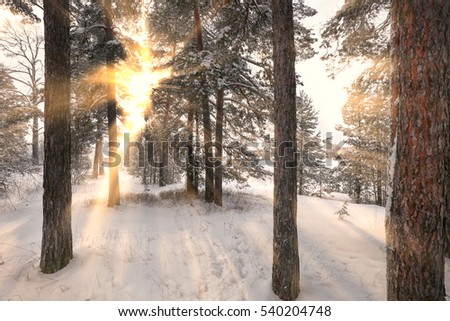 winter landscape pine forest filled with sunlight through the branches trees