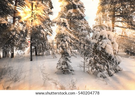 winter landscape pine forest filled with sunlight through the branches trees