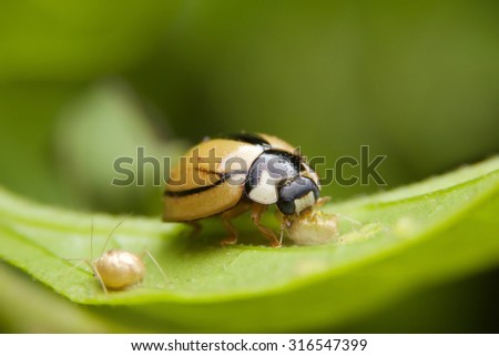 Lady bugs on a leafs