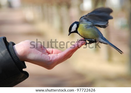 Tomtit bird in hand