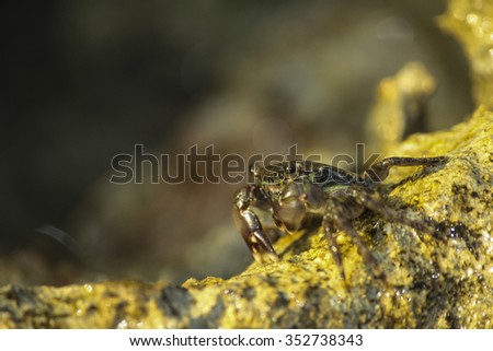 Crab on rock sunbathing