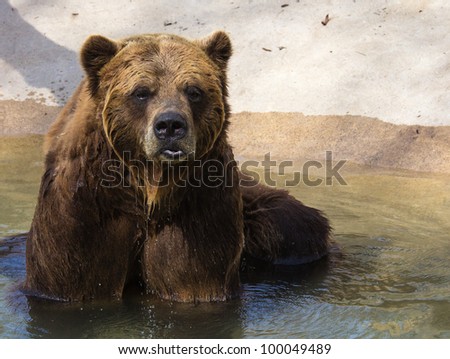 Grizzly bear posing for the camera.