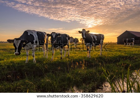 A group of curious cows in summer evening light. A typical Dutch rural scene.