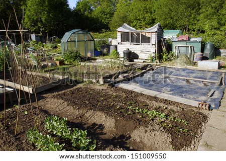 Growing food in garden