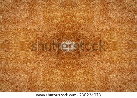 Orange cat fur kaleidoscope pattern