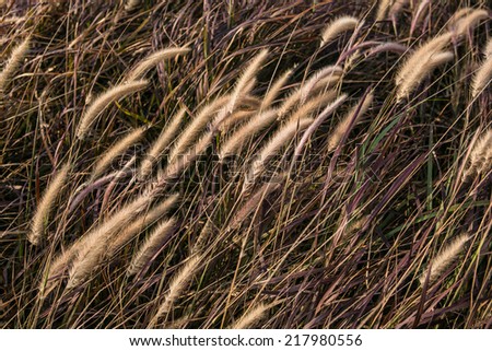 Brown grass texture and background. Reed texture.